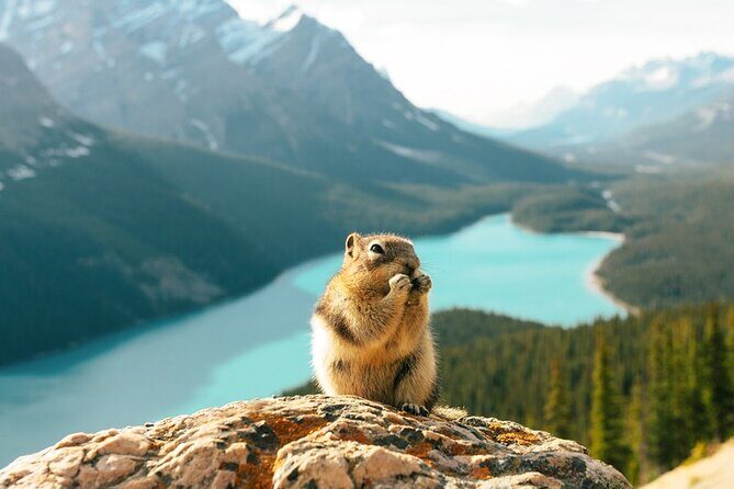 Along Icefields Parkway: Peyto Lake, Bow Lake & Columbia Icefield - Peyto Lake from the Bow Summit Lookout: Wolf-Head Views