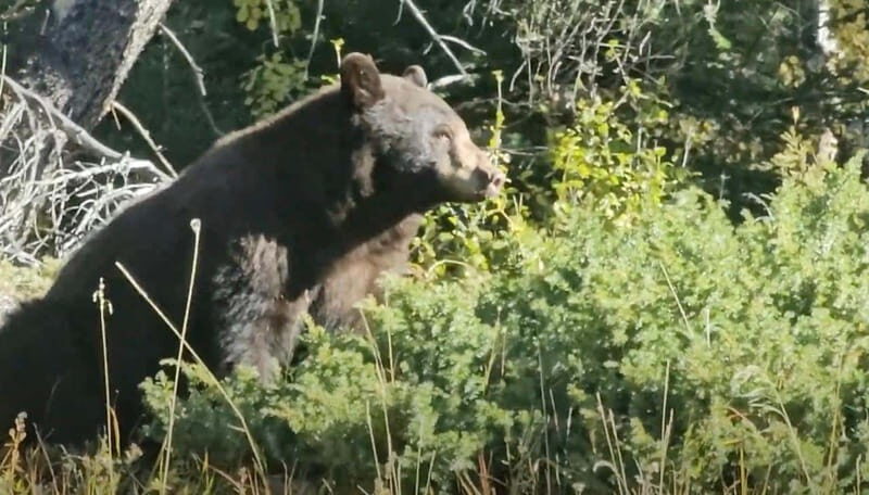 Banff: Evening Wildlife Safari Guided Tour - Why Dusk Works: Timing for Elk, Deer, and Bighorn Sheep