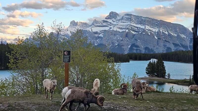 Banff: Evening Wildlife Safari Guided Tour - Should You Book the Banff Evening Wildlife Safari?