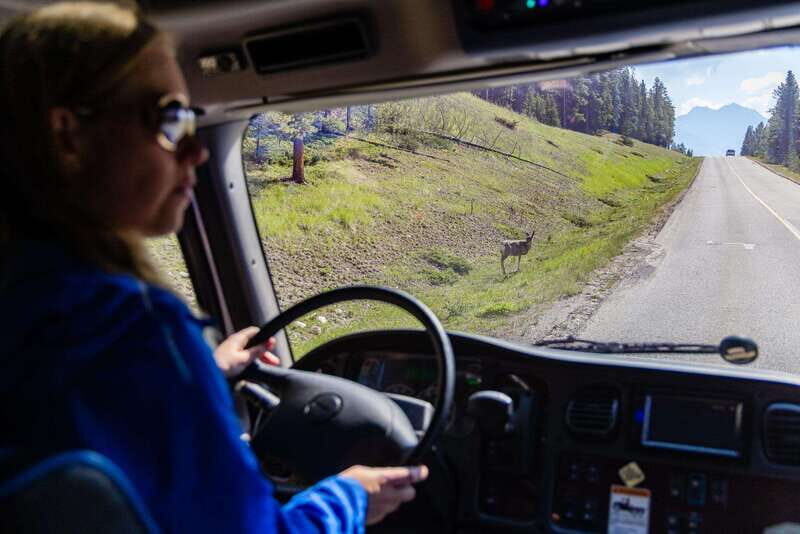 Banff: Evening Wildlife Safari Guided Tour - Banff Pickup to Park Return: Easy-But-Real Logistics