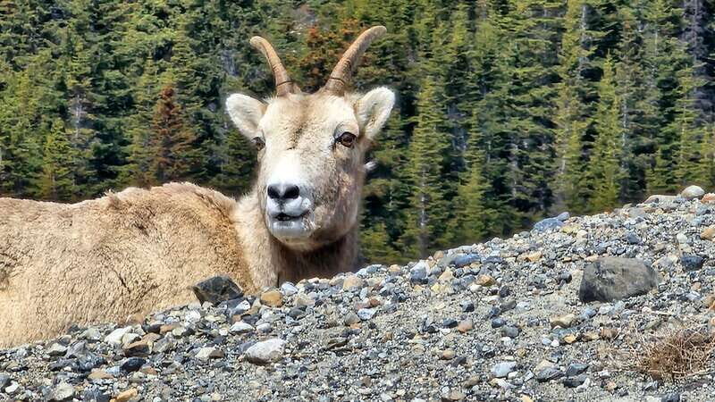 Banff: Evening Wildlife Safari Guided Tour - The Bow Valley Views at Dusk: Great Stops, Good Photos