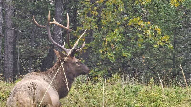 Banff: Evening Wildlife Safari Guided Tour - Conservation Stories You Can Actually Use