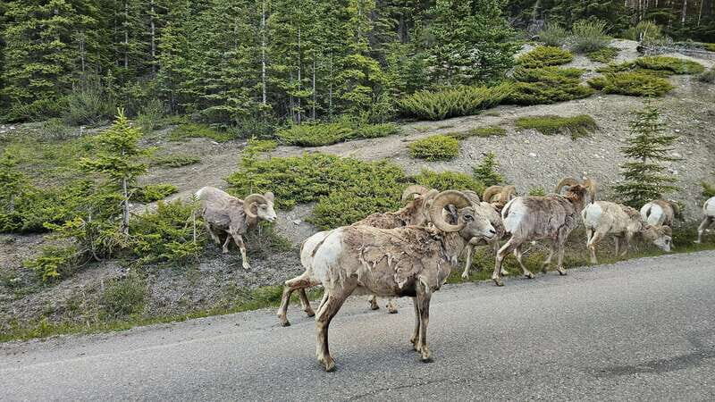 Banff: Evening Wildlife Safari Guided Tour - Price and Value: Is $55 for 2 Hours Worth It?