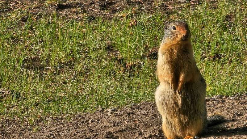 Banff: Evening Wildlife Safari Guided Tour - Who This Tour Suits Best
