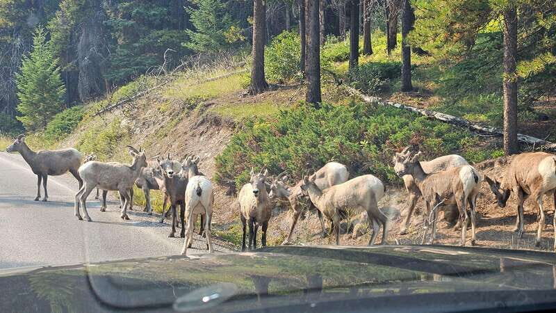 Banff: Evening Wildlife Safari Guided Tour - Key Takeaways Before You Go