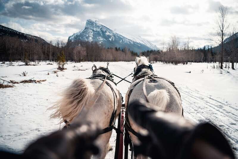 Banff: Family Friendly Horse-Drawn Sleigh Ride - Price and value: is $39 per person worth it?