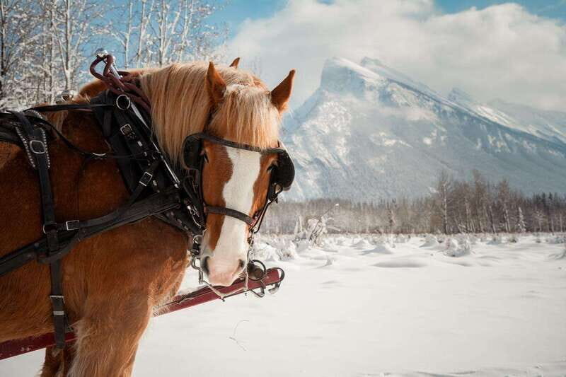 Banff: Family Friendly Horse-Drawn Sleigh Ride - Banff Trail Riders Stables: easy start in the middle of winter