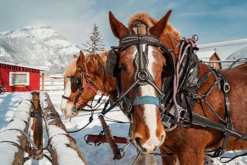 Banff: Family Friendly Horse-Drawn Sleigh Ride - Wildlife spotting: elk and deer are the payoff