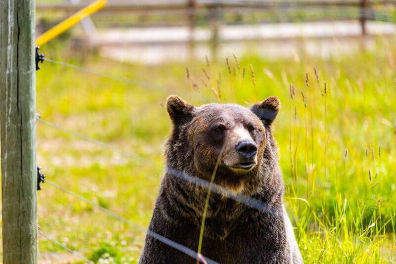 Banff: Grizzly Bear Refuge Tour with Lunch - Emerald Lake: the pause your eyes will thank you for