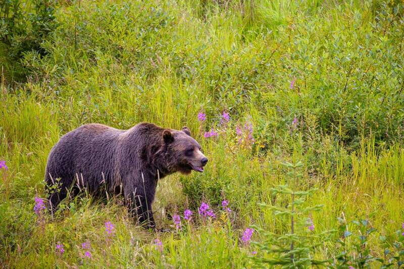 Banff: Grizzly Bear Refuge Tour with Lunch - The Purcell Mountains Gondola: sky-level views without the stress