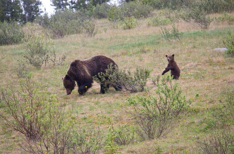 Banff: Guided Nature Walk with Bear Country Safety Tips - Key things that make this Banff walk work