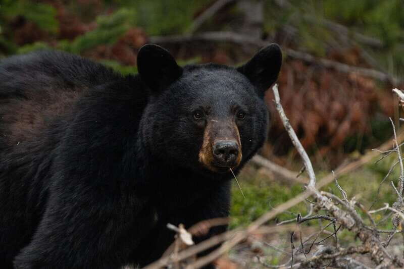 Banff: Guided Nature Walk with Bear Country Safety Tips - Two-hour walk in Banff: what you’ll see and how the guide steers it