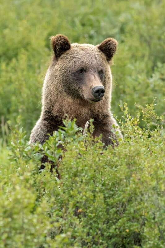 Banff: Guided Nature Walk with Bear Country Safety Tips - Wildlife stories and the real expectations game