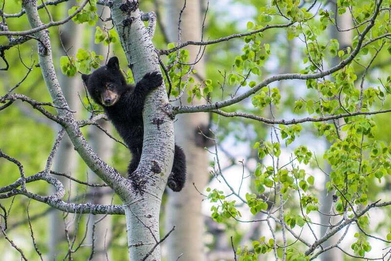 Banff: Guided Nature Walk with Bear Country Safety Tips - Price and what you’re really paying for at $65