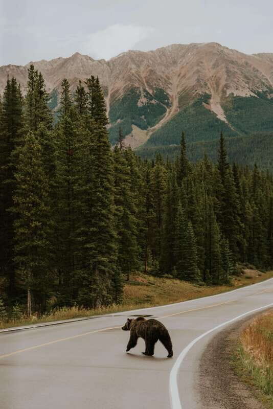Banff: Guided Nature Walk with Bear Country Safety Tips - Who this tour is best for (and who should skip it)