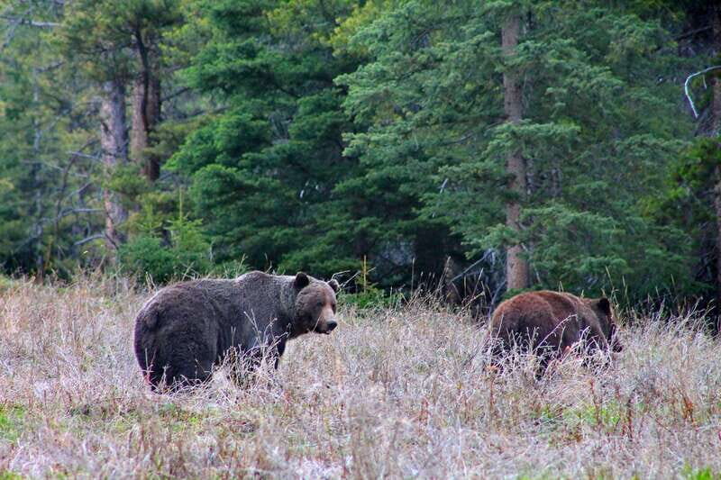 Banff: Guided Nature Walk with Bear Country Safety Tips - Should you book this Banff bear-safety walk?