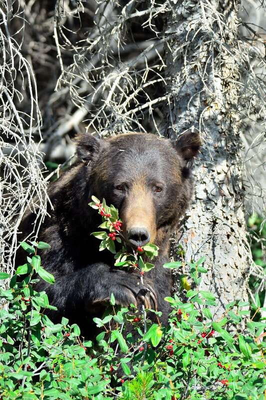 Banff: Guided Nature Walk with Bear Country Safety Tips - Cave and Basin meeting point: an easy launch before Banff trails