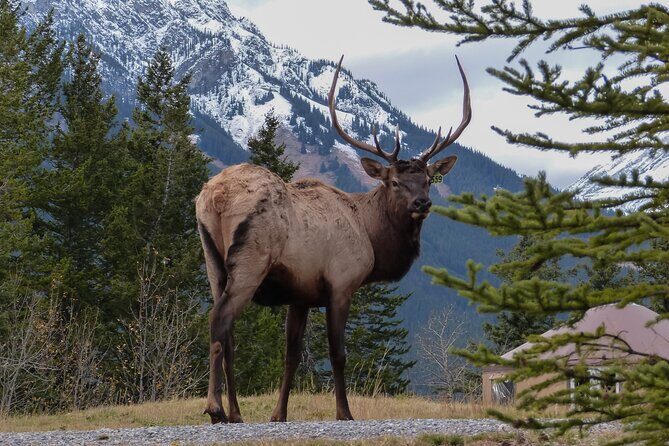 Banff Highlights & Wildlife | Award-Winning Small Group Adventure - Stop 2: Lake Minnewanka and Two Jack Lake (30 minutes)