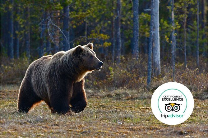 Banff Highlights & Wildlife | Award-Winning Small Group Adventure - Stop 1: Mount Norquay Road viewpoint (15 minutes)