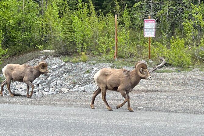 Banff Icefield Parkway Private Full Day Tour - Waterfowl Lakes: the easy, calming roadside break