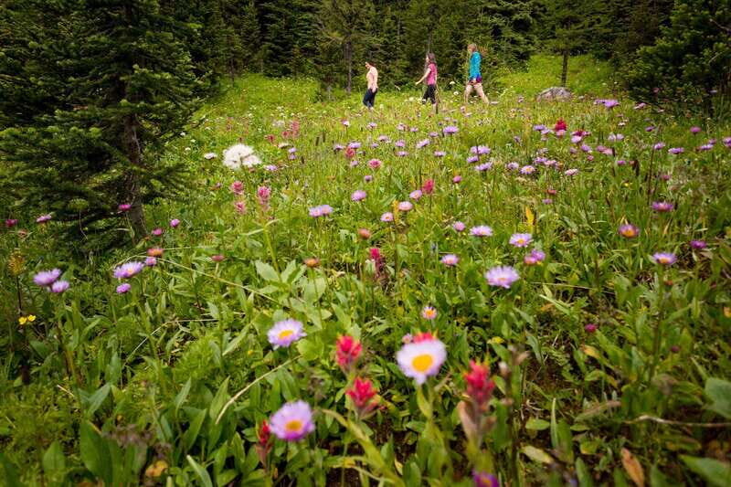 Banff PRIVATE Guided Nature Walk + Transportation - 2.5H - Key highlights to know