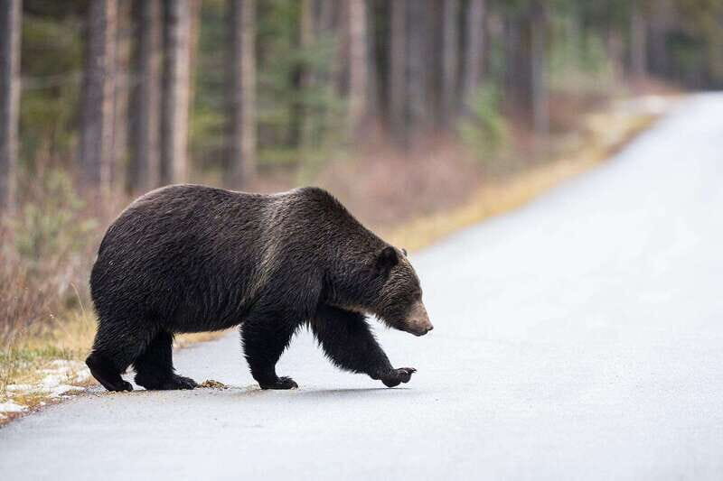 Banff PRIVATE Guided Nature Walk + Transportation - 2.5H - Should you book this Banff PRIVATE Guided Nature Walk + Transportation?