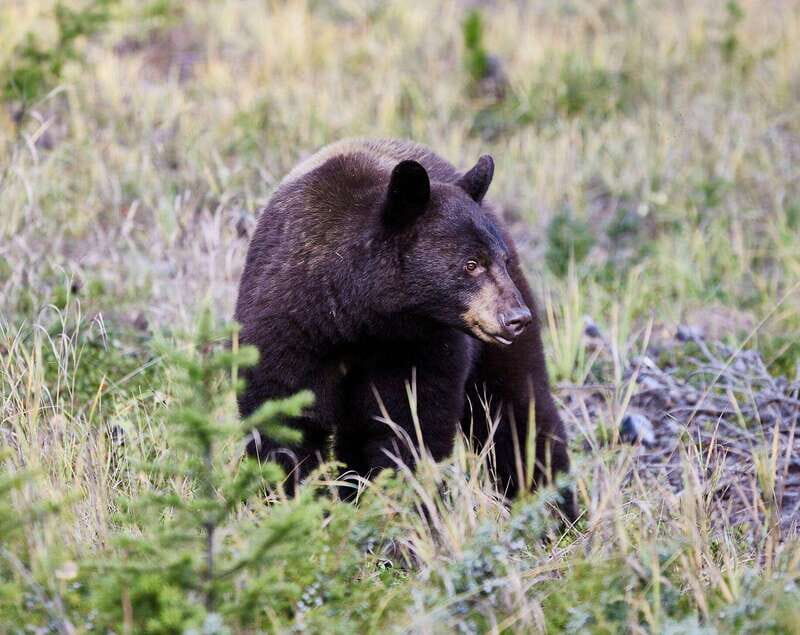 Banff PRIVATE Guided Nature Walk + Transportation - 2.5H - Bow River crystal-clear water and Rocky Mountain photo moments