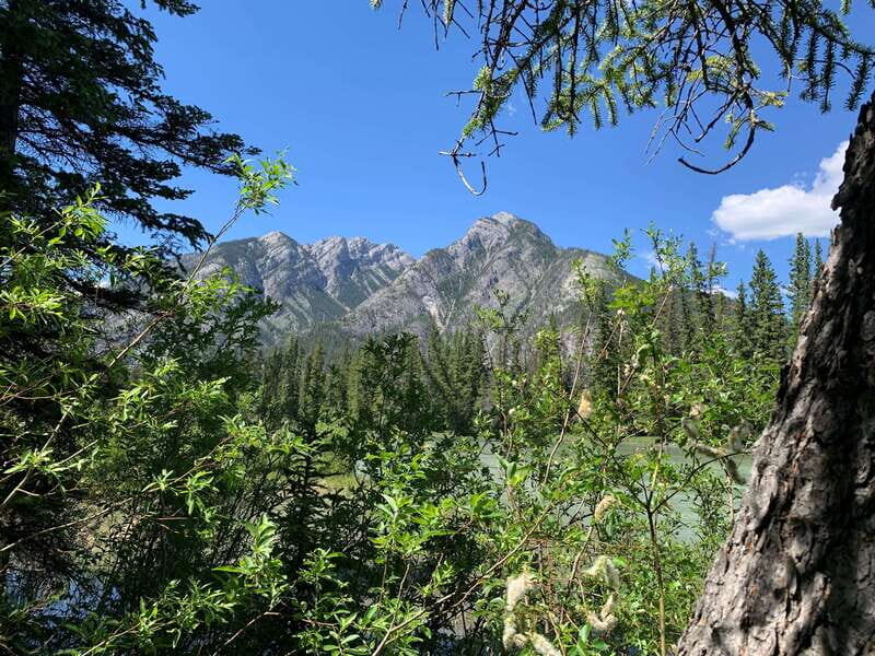 Banff PRIVATE Guided Nature Walk + Transportation - 2.5H - Price and value for a group of up to 3