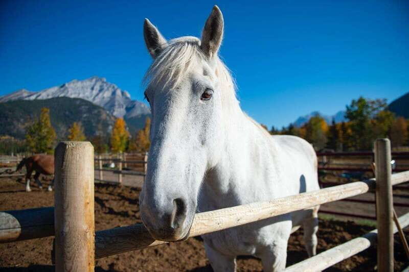 Banff: Wagon Ride with Cowboy Cookout BBQ - Key points worth knowing