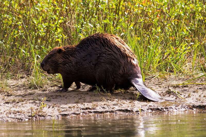 Banff: Wildlife on the Bow River Big Canoe Tour - Who Should Book This Canoe Wildlife Tour