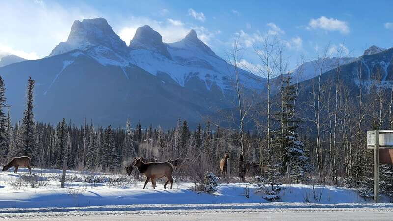 Calgary: Canmore, Banff, Lake Louise - Gondola Included - Kananaskis Provincial Park Drive and the Old Fire Lookout Challenge