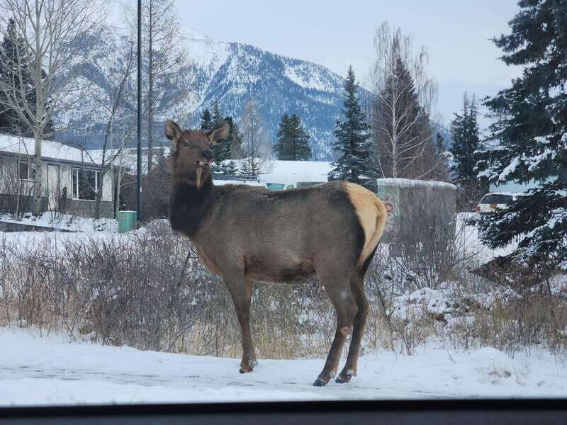 Canmore/Banff: Explore Banff & Wildlife - Wildlife strategy: what you might see (and what you shouldn’t expect)