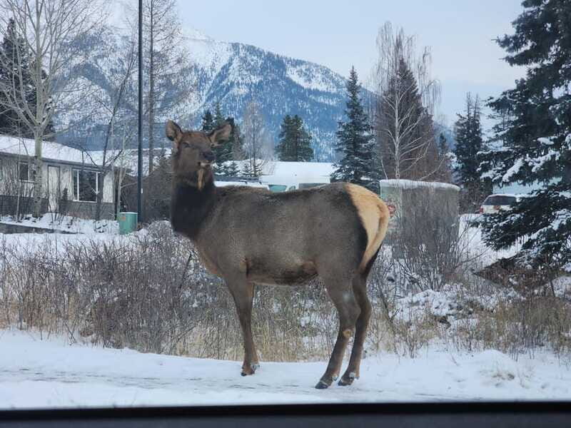 Canmore/Banff: Explore Banff & Wildlife - Surprise Corner Viewpoint: quick stop, big payoff for photos