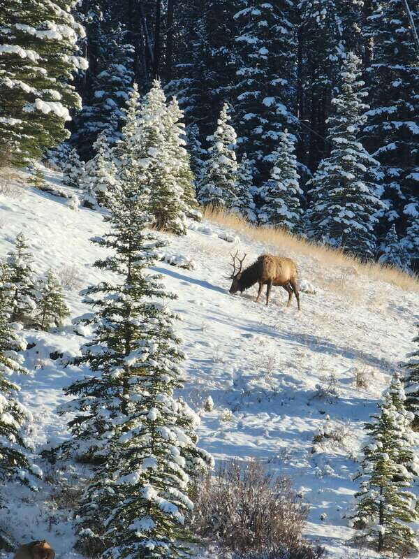 Canmore/Banff: Explore Banff & Wildlife - Getting picked up in Canmore and Banff with lots of options