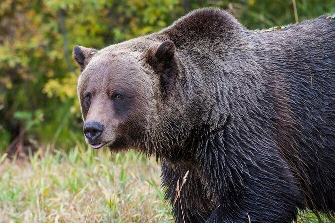 Discover Grizzly Bears from Banff - A Grizzly Day Trip Starts Early in Banff