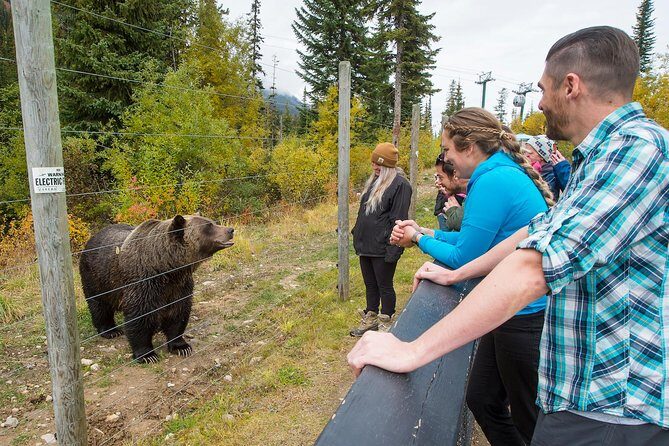 Discover Grizzly Bears from Banff - Booking Value and What’s Included for a Smoother Day
