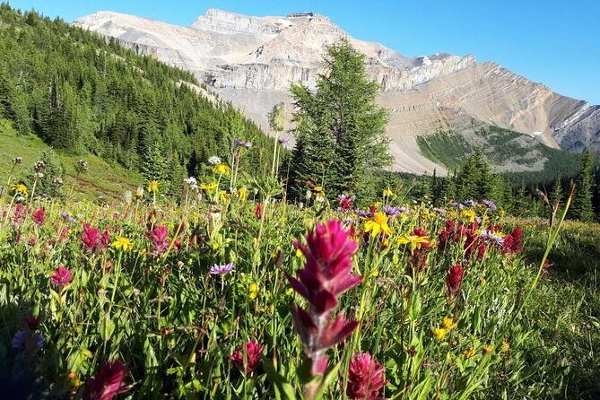 Exclusive Skoki Backcountry Guided Hiking in Lake Louise with Van Shuttle - Key highlights worth planning around