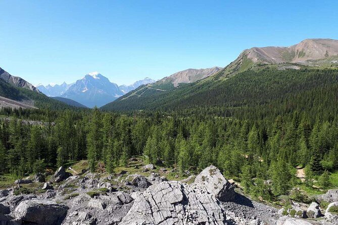 Exclusive Skoki Backcountry Guided Hiking in Lake Louise with Van Shuttle - The Skoki route: wildflowers, water features, and wildlife spotting odds