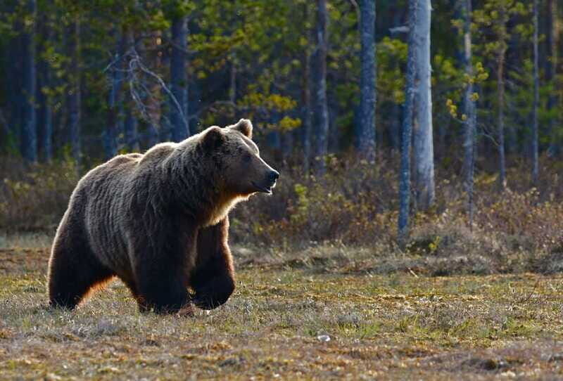 From Banff: Banff Wildlife & Scenic Highlights Premium Tour - Banff National Park drive: the “moving vantage points” part