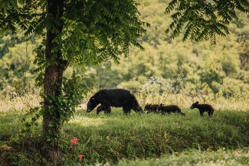 From Banff: Banff Wildlife & Scenic Highlights Premium Tour - Two Jack Lake (5 minutes): quick viewing, good odds for sightings