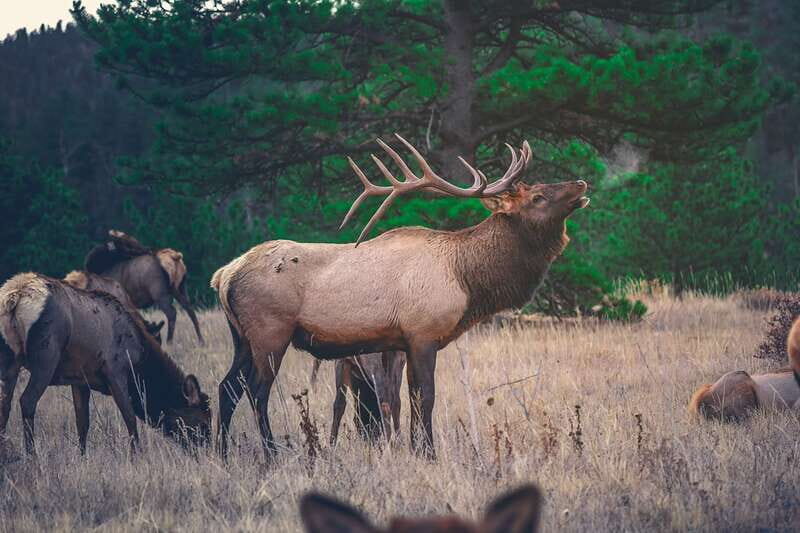 From Banff: Banff Wildlife & Scenic Highlights Premium Tour - Bow Falls (15 minutes): a must-see with wildlife chances
