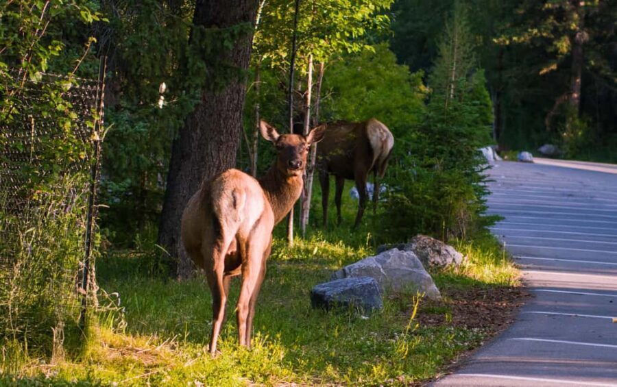 From Calgary/Banff: Moraine Lake & Lake Louise Half-Day Tour - Getting picked up from Calgary or Banff (and what the drive includes)