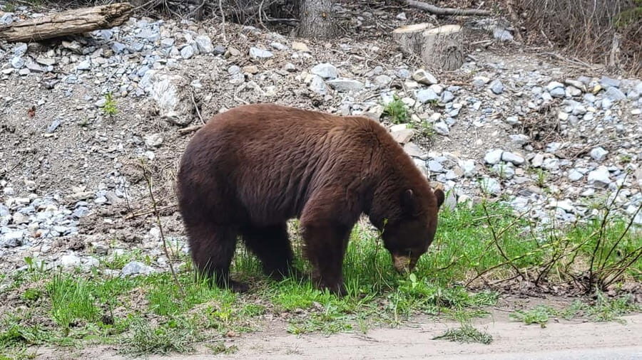 From Calgary to Banff: Day Trip with Wolfdog Sanctuary Visit - Kananaskis Country drive and the Canmore lunch walk