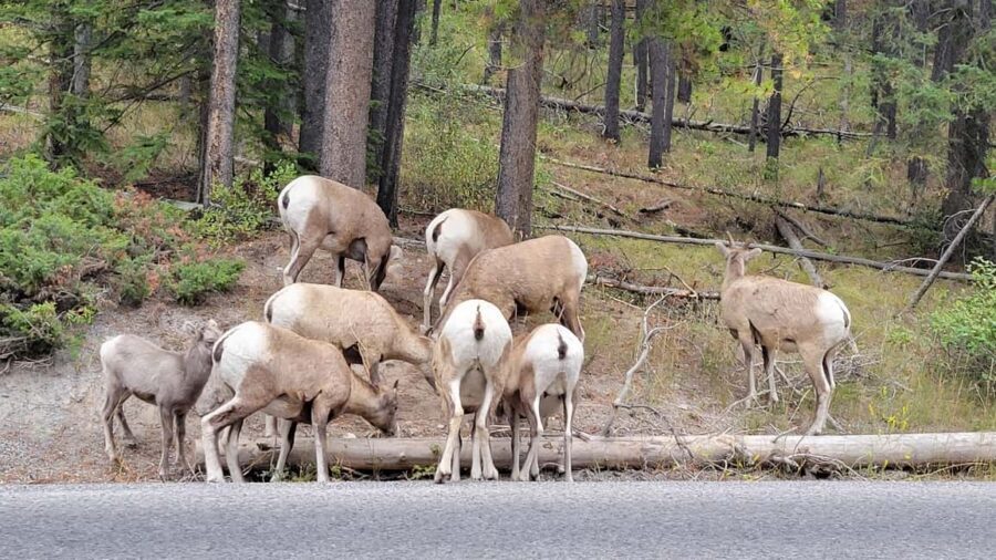 From Calgary to Banff: Day Trip with Wolfdog Sanctuary Visit - Two Jack Lake, the Fairmont stop, and Bow Falls