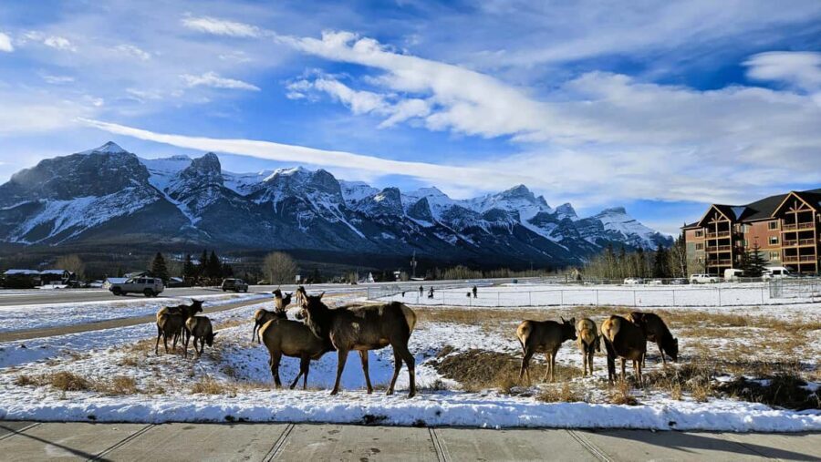 From Calgary to Banff: Day Trip with Wolfdog Sanctuary Visit - Transport, group size, and what $122 buys you in the real world
