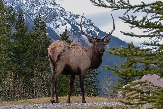 Guided Tour to Banff Highlights & Wildlife With Gondola Admission - Why this Banff tour feels different than the usual bus loop
