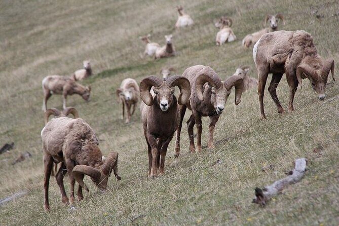 Guided Tour to Banff Highlights & Wildlife With Gondola Admission - Key reasons this tour earns top marks