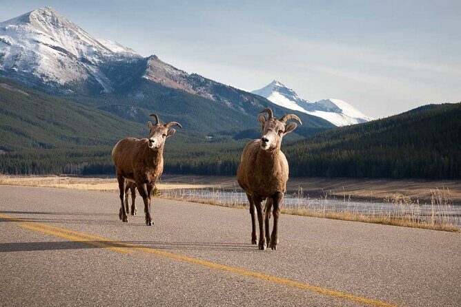 Lake Louise Moraine Lake Icefield Parkway Full Day Private Tour - Meeting at Banff Train Station and getting picked up without stress