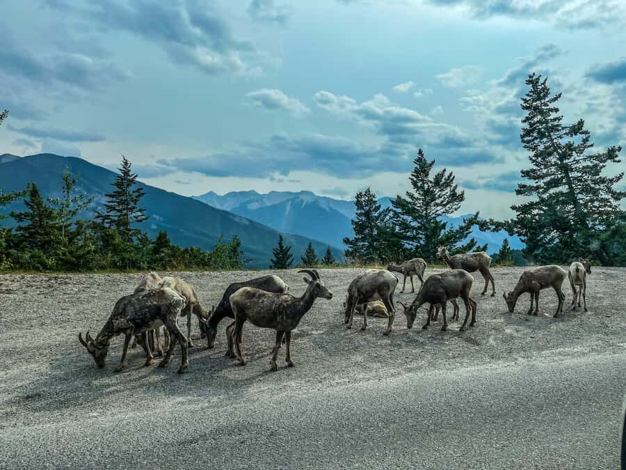 Louise, Moraine/Johnston Canyon, Minnewanka & Banff Town - What’s included (and what you still need to plan)
