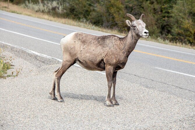 Smartphone Audio Driving Tour between Banff and Calgary - The Stops That Make This Drive Feel Like Sightseeing